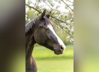 Oldenburg, Gelding, 9 years, 16,2 hh, Black