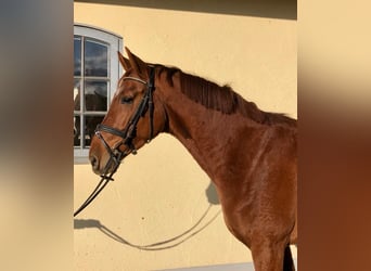 Oldenburg, Gelding, 9 years, 16,2 hh, Chestnut-Red