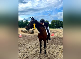Oldenburg, Gelding, 9 years, 16,2 hh, Smoky-Black