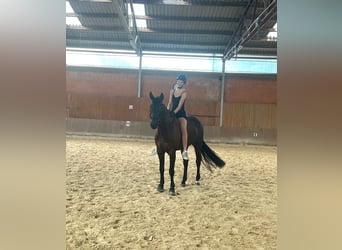 Oldenburg, Gelding, 9 years, 16,2 hh, Smoky-Black