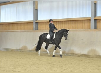Oldenburg, Gelding, 9 years, 16,3 hh, Bay-Dark
