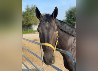 Oldenburg, Gelding, 9 years, 16,3 hh, Bay-Dark