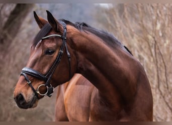 Oldenburg, Gelding, 9 years, 17.1 hh, Brown