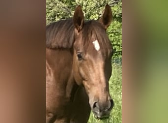 Oldenburg, Gelding, 9 years, 17,1 hh, Chestnut-Red