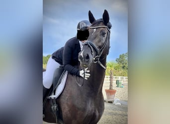 Oldenburg, Gelding, 9 years, 17,1 hh, Smoky-Black