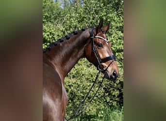 Oldenburg, Gelding, 9 years, 17,2 hh, Brown