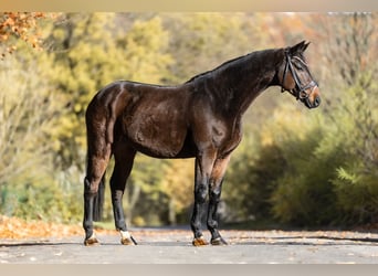 Oldenburg, Gelding, 9 years, 17 hh, Bay-Dark
