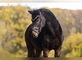 Oldenburg, Gelding, 9 years, 17 hh, Bay-Dark