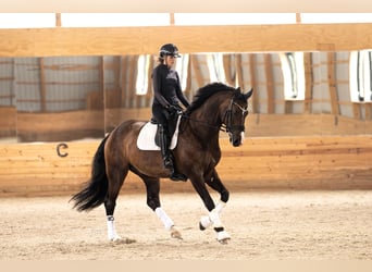 Oldenburg, Gelding, 9 years, 17 hh, Bay-Dark