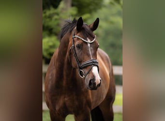 Oldenburg, Gelding, 9 years, 17 hh, Bay-Dark
