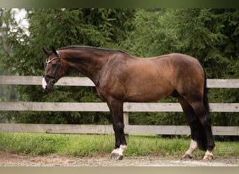 Oldenburg, Gelding, 9 years, 17 hh, Bay-Dark