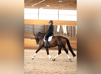 Oldenburg, Gelding, 9 years, 17 hh, Bay-Dark