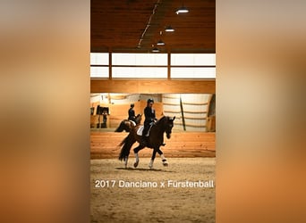 Oldenburg, Gelding, 9 years, 17 hh, Bay-Dark