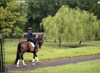 Oldenburg, Gelding, 9 years, 17 hh, Bay-Dark