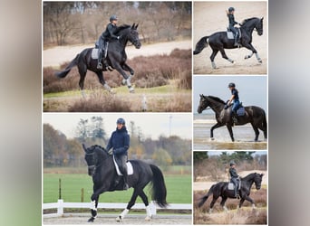 Oldenburg, Gelding, 9 years, 17 hh, Black