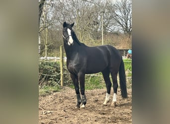 Oldenburg, Gelding, 9 years, 17 hh, Black