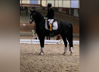 Oldenburg, Gelding, 9 years, 17 hh, Black