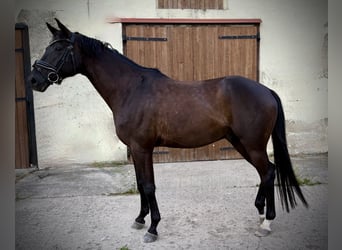 Oldenburg, Gelding, 9 years, 17 hh, Black