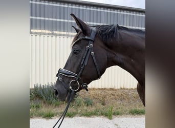 Oldenburg, Gelding, 9 years, 17 hh, Black