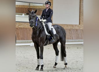 Oldenburg, Gelding, 9 years, 17 hh, Black