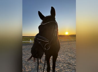 Oldenburg, Gelding, 9 years, 17 hh, Black