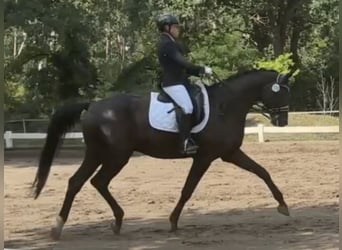 Oldenburg, Gelding, 9 years, 17 hh, Black