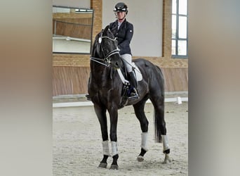 Oldenburg, Gelding, 9 years, 17 hh, Black