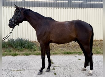 Oldenburg, Gelding, 9 years, 17 hh, Black