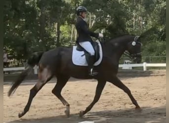 Oldenburg, Gelding, 9 years, 17 hh, Black