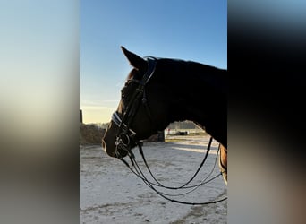 Oldenburg, Gelding, 9 years, 17 hh, Black