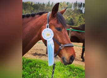 Oldenburg, Gelding, 9 years, 17 hh, Brown