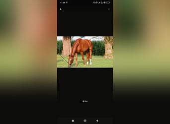Oldenburg, Gelding, 9 years, 17 hh, Chestnut-Red
