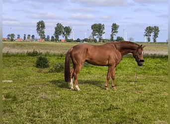 Oldenburg, Gelding, 9 years, 17 hh, Chestnut-Red