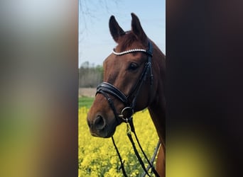 Oldenburg, Gelding, 9 years, 17 hh