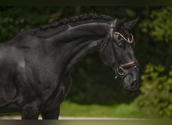 Oldenburg, Gelding, 9 years, 17,1 hh, Black