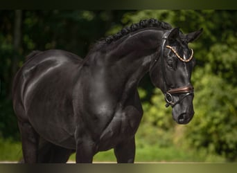 Oldenburg, Gelding, 9 years, 17,1 hh, Black