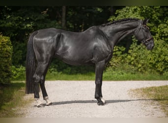 Oldenburg, Gelding, 9 years, 17,1 hh, Black