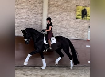 Oldenburg, Gelding, 9 years, 17,1 hh, Black