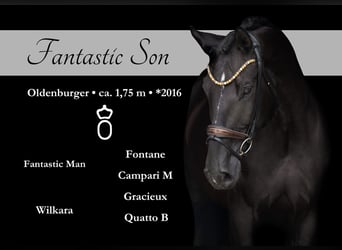 Oldenburg, Gelding, 9 years, 17,1 hh, Black