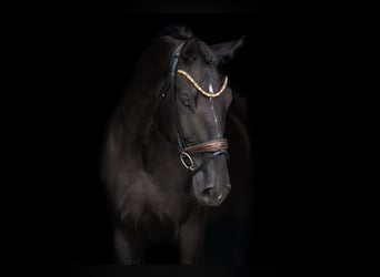 Oldenburg, Gelding, 9 years, 17,1 hh, Black