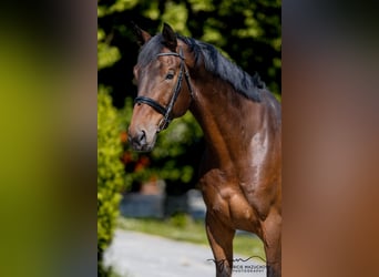 Oldenburg, Gelding, 9 years, 17,1 hh, Brown