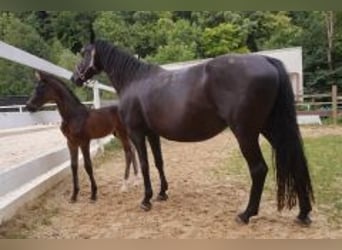 Oldenburg, Giumenta, 10 Anni, 160 cm, Morello