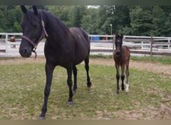 Oldenburg, Giumenta, 10 Anni, 160 cm, Morello