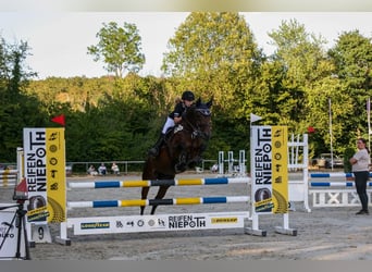 Oldenburg, Giumenta, 10 Anni, 164 cm, Baio