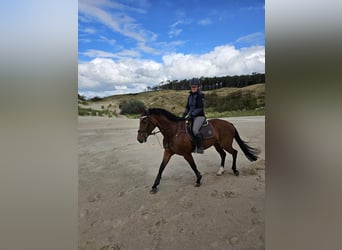 Oldenburg, Giumenta, 10 Anni, 164 cm, Baio