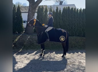 Oldenburg, Giumenta, 10 Anni, 164 cm, Baio scuro
