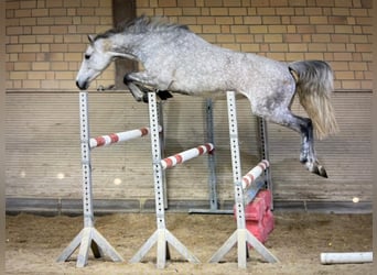 Oldenburg, Giumenta, 10 Anni, 164 cm, Grigio