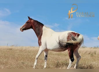 Oldenburg, Giumenta, 10 Anni, 164 cm, Tobiano-tutti i colori