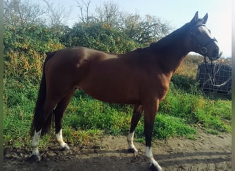 Oldenburg, Giumenta, 10 Anni, 165 cm, Baio