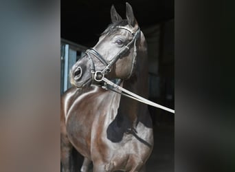 Oldenburg, Giumenta, 10 Anni, 165 cm, Morello
